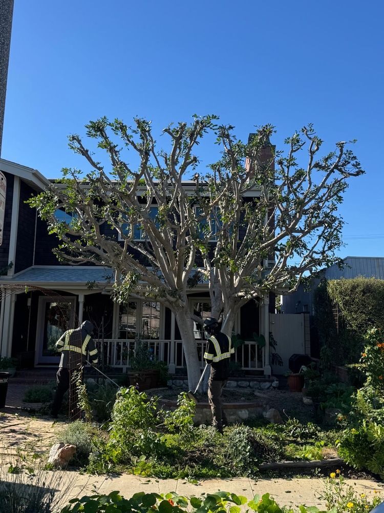 Simon's crew trimming a large tree in a front yard