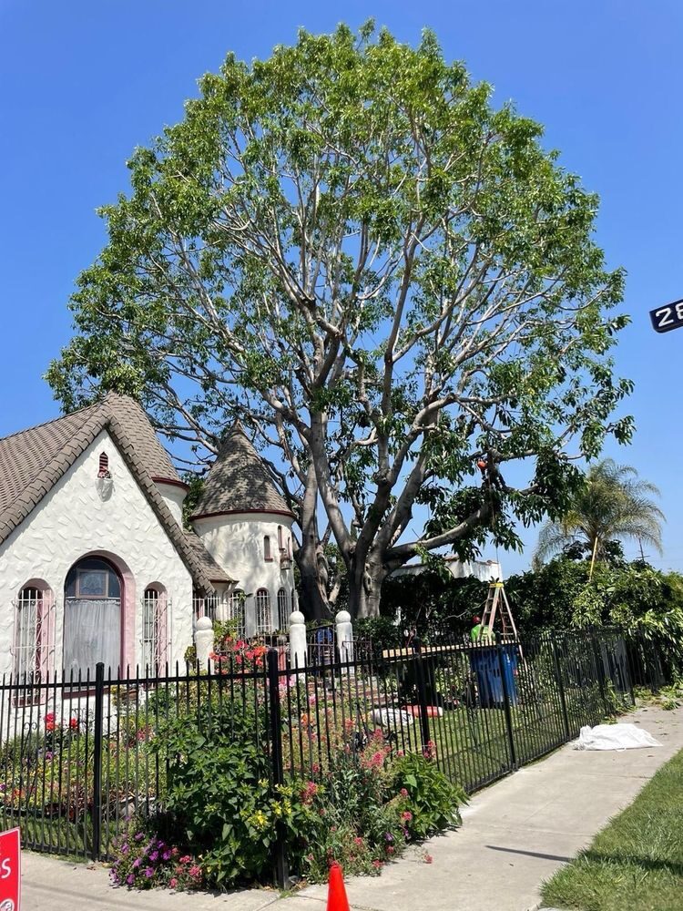 Tree Removal