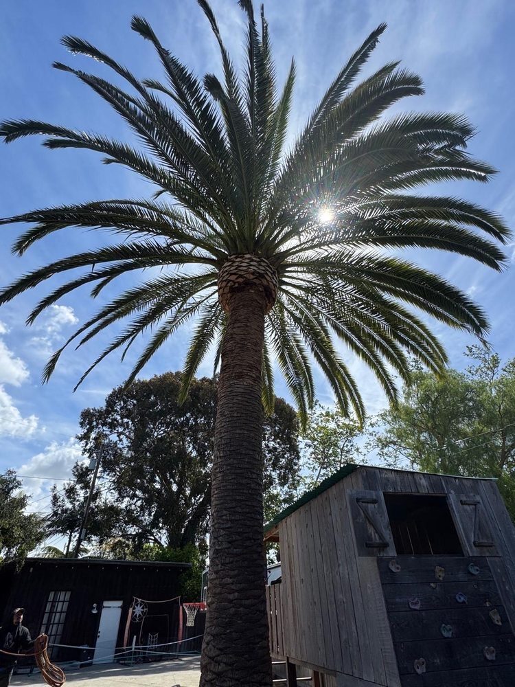Palm Trimming