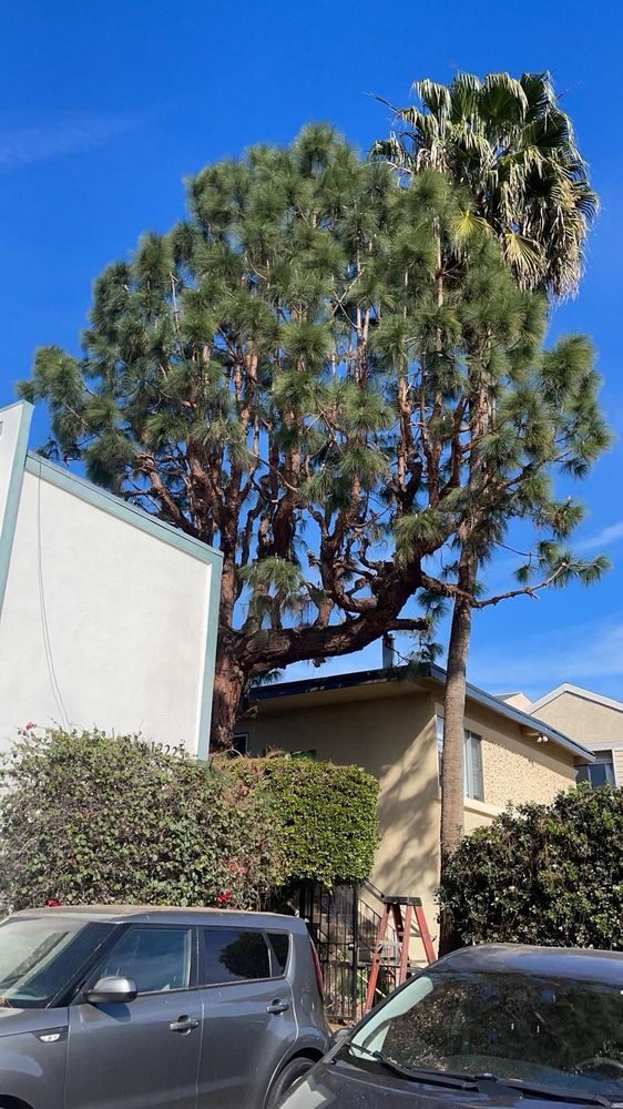 Trimming & Pruning